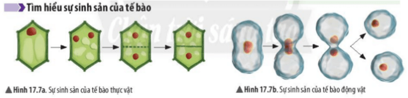 Quan sát hình 17.7a, 17.7b, hãy chỉ ra dấu hiệu cho thấy sự sinh sản của tế bào