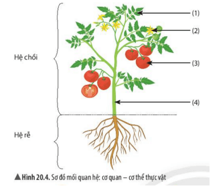Cho biết các hệ cơ quan cấu tạo nên cây cà chua