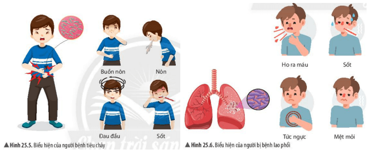 Quan sát hình 25.5, 25.6 và hoàn thành bảng theo mẫu sau