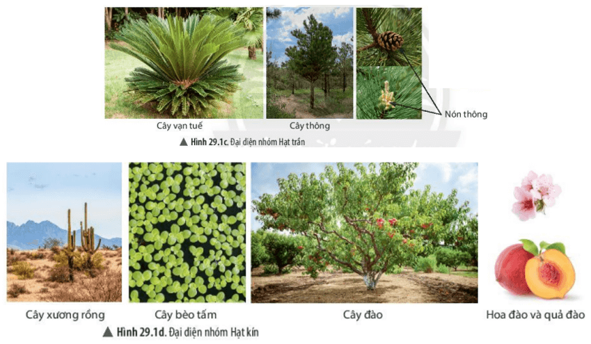 Quan sát hình 29.1, hãy kể tên một số đại diện thuộc các nhóm thực vật