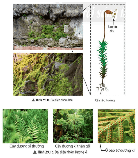 Quan sát hình 29.1, hãy kể tên một số đại diện thuộc các nhóm thực vật