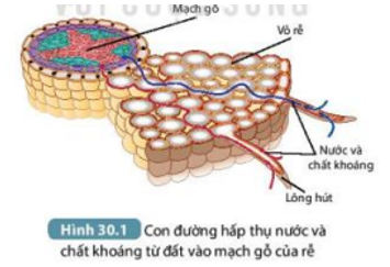 Tài liệu THCS Bình Chánh