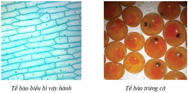 Tài liệu THCS Bình Chánh