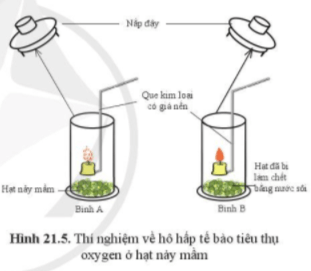 Vì sao lại sử dụng hạt nảy mầm? Thí nghiệm đã chứng minh được điều gì?