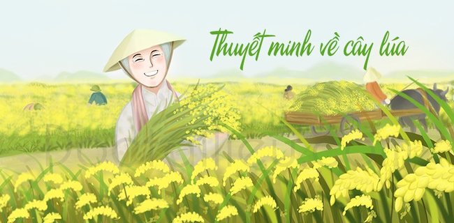 Thuyết minh về cây lúa nước Việt Nam lớp 9