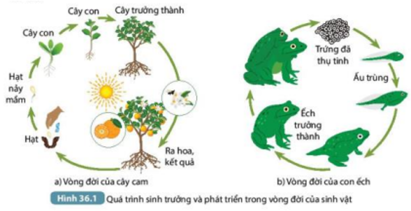 Tài liệu THCS Bình Chánh