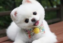 Cập Nhật 1001 hình ảnh cún dễ thương, ngộ nghĩnh nhìn là mê
