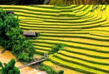 999 hình ảnh quê hương Việt Nam tuyệt đẹp khiến bạn ngất ngây