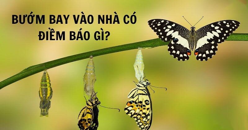 Những loài bướm bay vào nhà mang điềm báo tốt