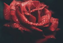 [LOẠT] hình ảnh hoa hồng buồn – biểu tượng cho tình yêu tan vỡ