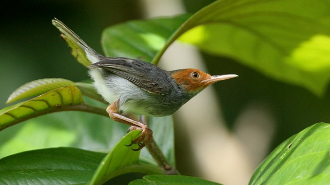 Hãy đóng vai chim sâu, viết đoạn văn nêu cảm nghĩ về nhân vật Chiếc lá trong câu chuyện trên