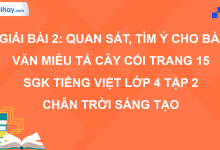 Bài 2: Quan sát, tìm ý cho bài văn miêu tả cây cối trang 15 SGK Tiếng Việt 4 tập 2 Chân trời sáng tạo>