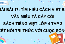 Bài 17: Tìm hiểu cách viết bài văn miêu tả cây cối trang 83 SGK Tiếng Việt lớp 4 tập 2 Kết nối tri thức với cuộc sống>