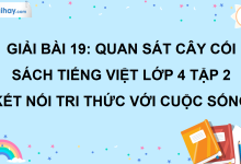 Bài 19: Quan sát cây cối trang 91 SGK Tiếng Việt lớp 4 tập 2 Kết nối tri thức với cuộc sống>