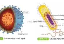 Quan sát hình 29.2 và hình 27.2 (bài 27 – chương VII), hãy phân biệt vi khuẩn và virus