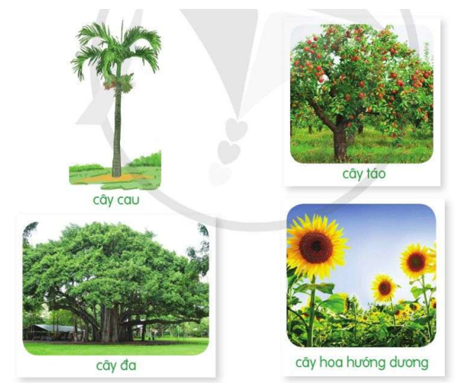 Viết một đoạn văn ngắn (4-5 câu) tả cây cối, trong đó có hình ảnh nhân hoá lớp 4 