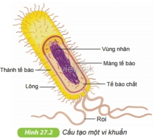 Quan sát hình 27.2, trình bày cấu tạo của tế bào vi khuẩn. Vì sao nói vi khuẩn