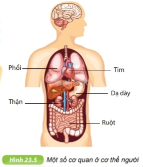 Quan sát hình 23.5 và xác định vị trí một số cơ quan trong cơ thể người