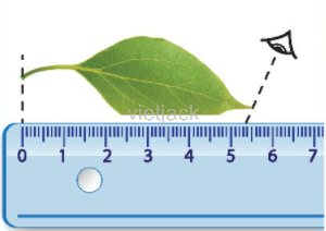 Một học sinh tiến hành đo chiều dài của một chiếc lá như trong hình 5.3. Em hãy phân tích
