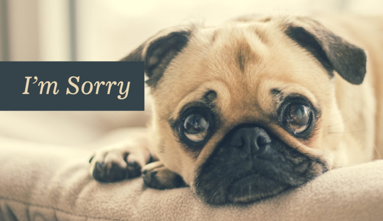 Hình ảnh chú chó buồn và xin lỗi