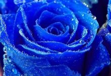 [Top Hot] 109+ hình ảnh hoa hồng xanh sắc nét nhất vạn người mê