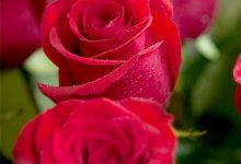 [TOP] 199+ hình ảnh hoa hồng nhung đẹp, lãng mạn nhất thế giới