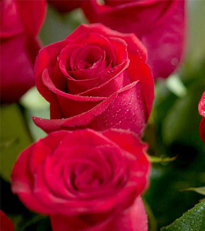 [TOP] 199+ hình ảnh hoa hồng nhung đẹp, lãng mạn nhất thế giới