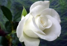 [1001+] Hình ảnh hoa hồng trắng đẹp tinh khôi, thanh khiết nhất