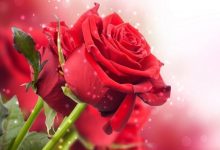 Mê mẩn với chùm hình ảnh hoa hồng đẹp nhất thế giới