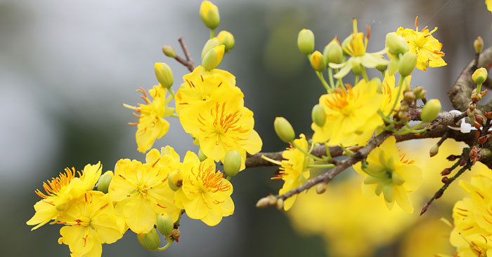 Đặt 3 – 4 câu miêu tả vẻ đẹp của một loài hoa thường có vào ngày Tết ở địa phương em.