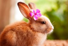 Chiêm ngưỡng 101 hình ảnh con thỏ dễ thương nhất