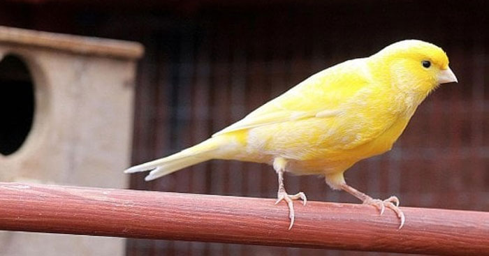 Viết một đoạn văn (khoảng 6-8 dòng) đề xuất cách bảo vệ các loài chim
