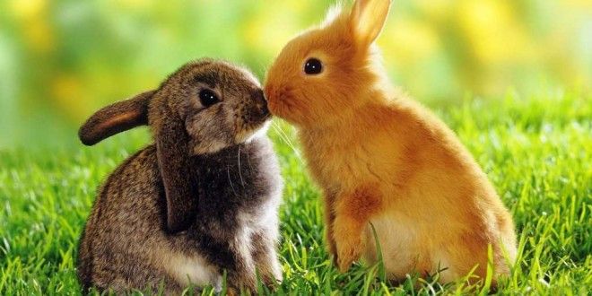 Hình ảnh con thỏ cute, dễ thương đáng yêu đốn tim người nhìn | Đang yêu, Dễ  thương, Hình ảnh
