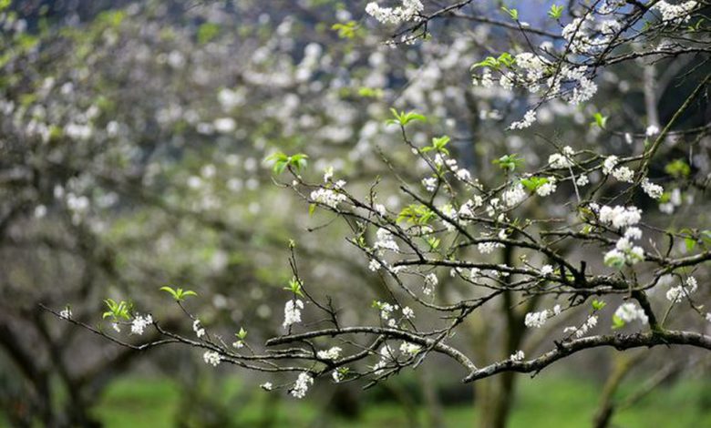 Ngất ngây cùng chùm hình ảnh mùa xuân đẹp, tràn đầy nhựa sống